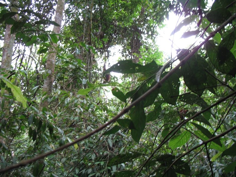 Sumatra Orangutan, Indonesia