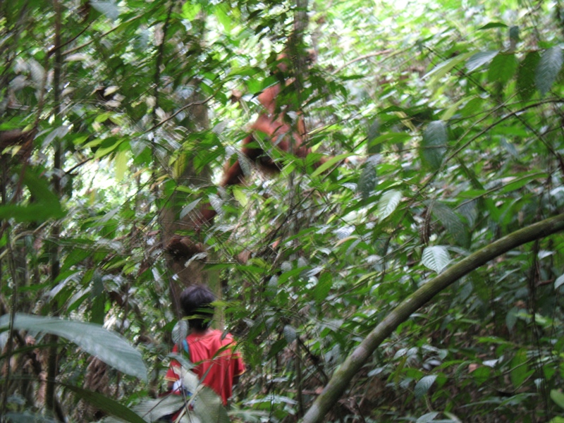 Sumatra Orangutan, Indonesia