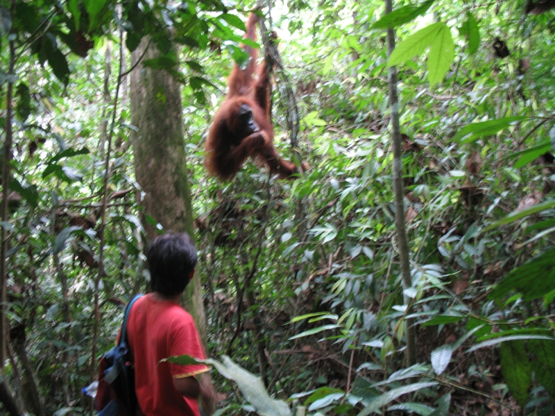 Sumatra Orangutan, Indonesia