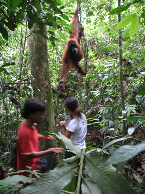 Sumatra Orangutan, Indonesia