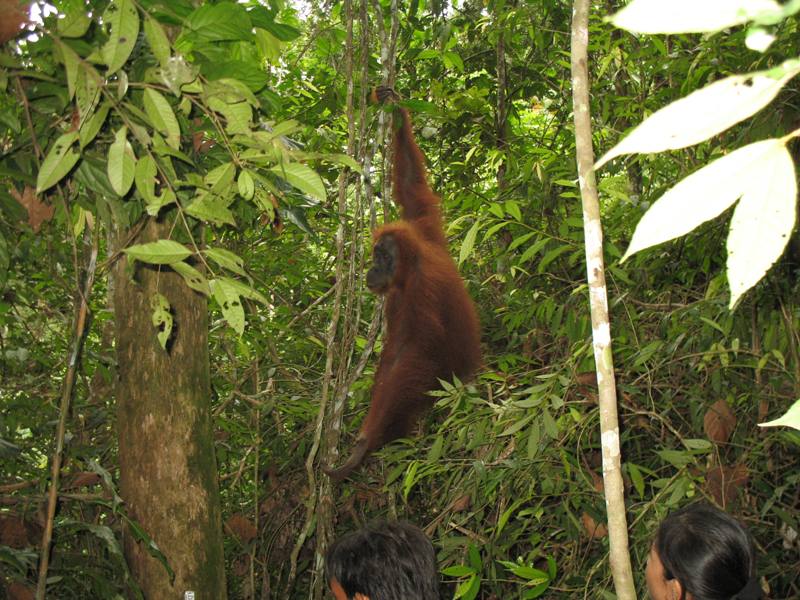 Sumatra Orangutan, Indonesia