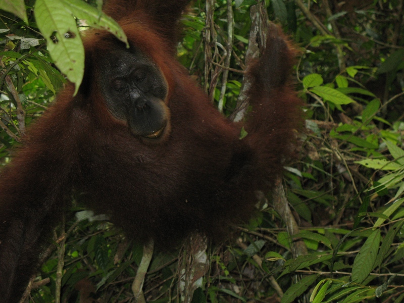 Sumatra Orangutan, Indonesia