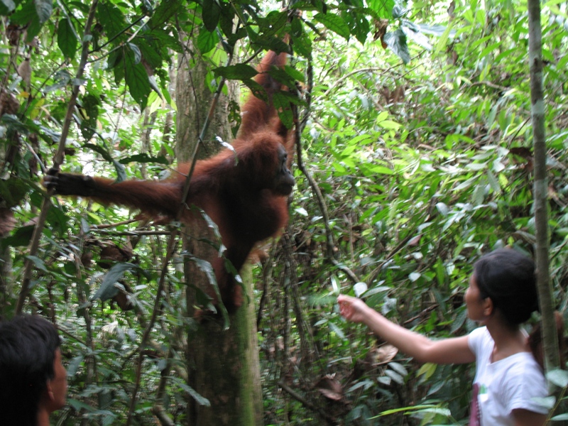 Sumatra Orangutan, Indonesia