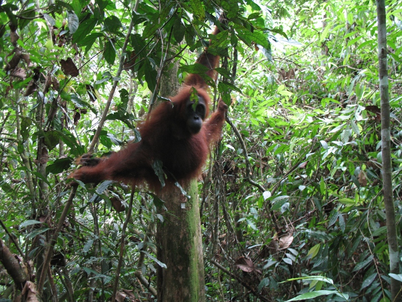 Sumatra Orangutan, Indonesia