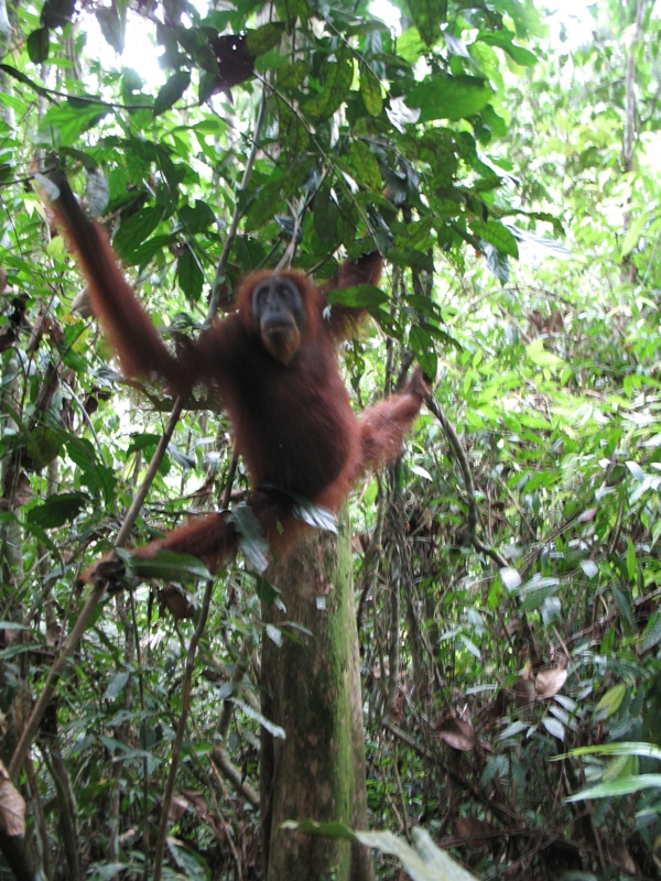 Sumatra Orangutan, Indonesia