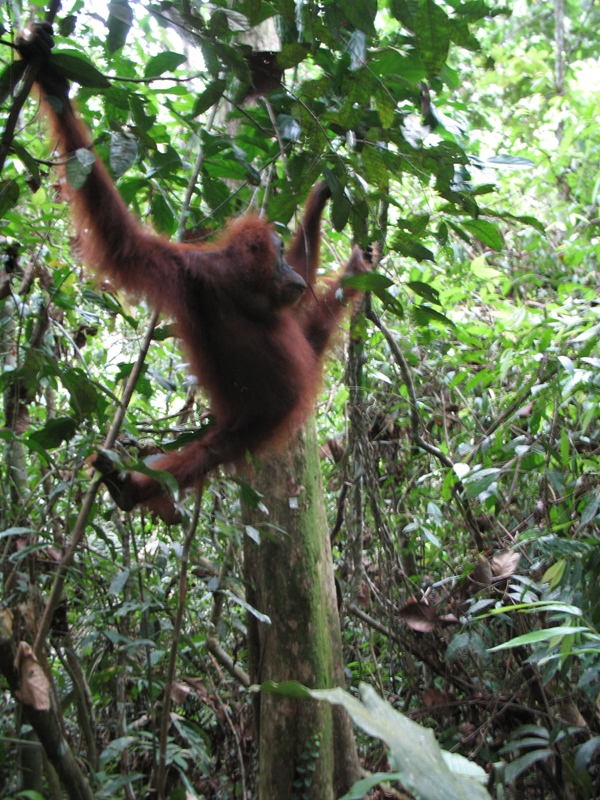 Sumatra Orangutan, Indonesia