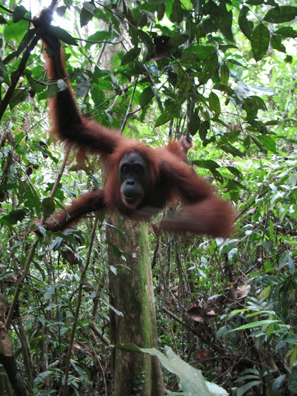 Sumatra Orangutan, Indonesia