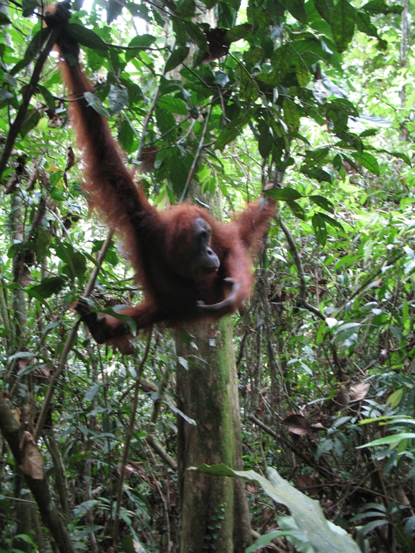 Sumatra Orangutan, Indonesia