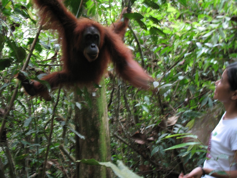 Sumatra Orangutan, Indonesia