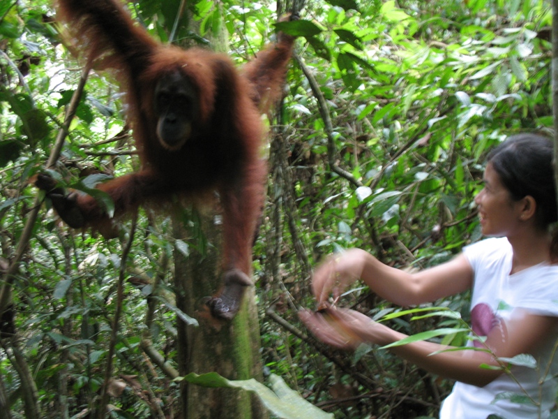 Sumatra Orangutan, Indonesia