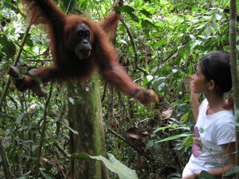 Sumatra Orangutan, Indonesia