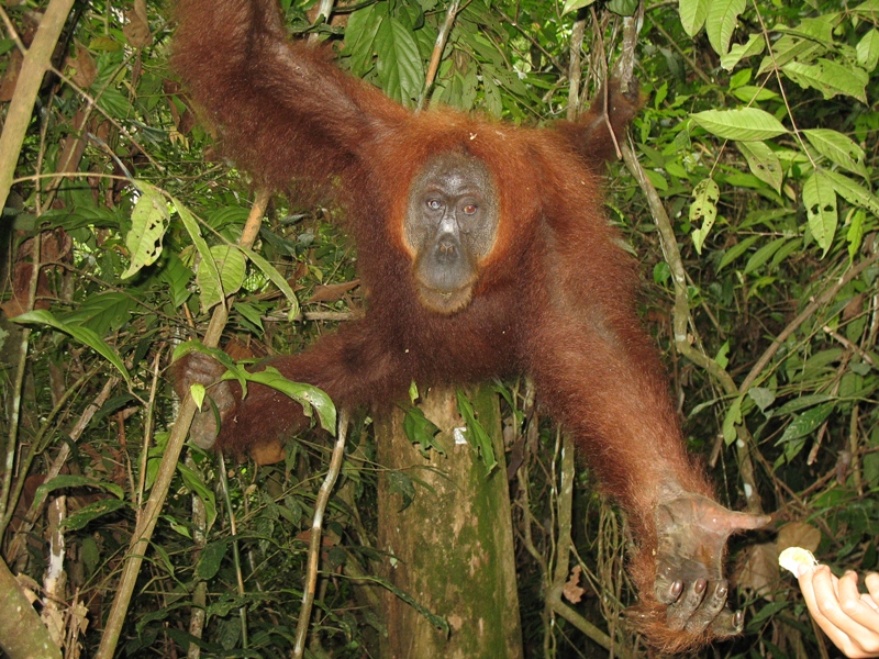 Sumatra Orangutan, Indonesia