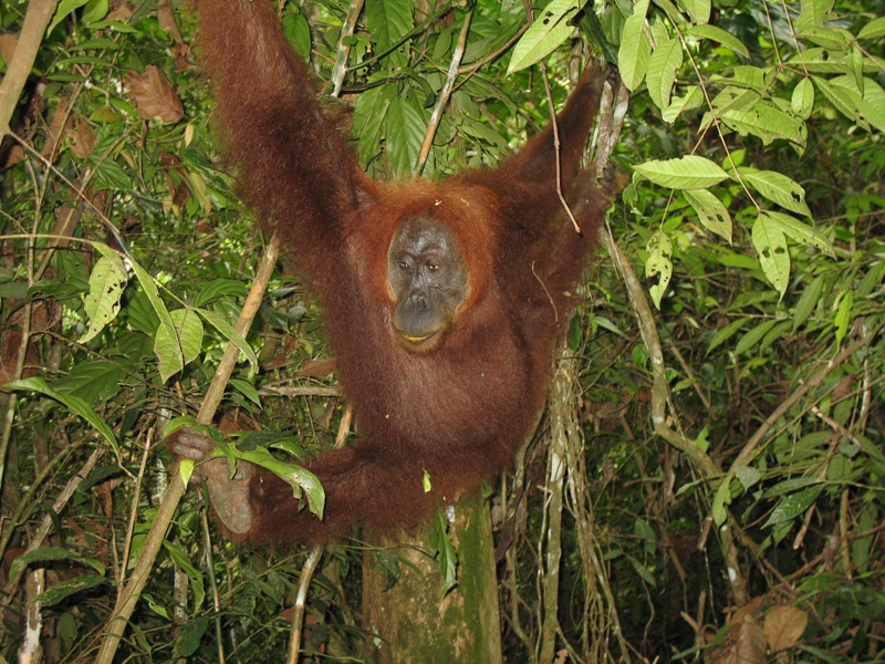 Sumatra Orangutan, Indonesia