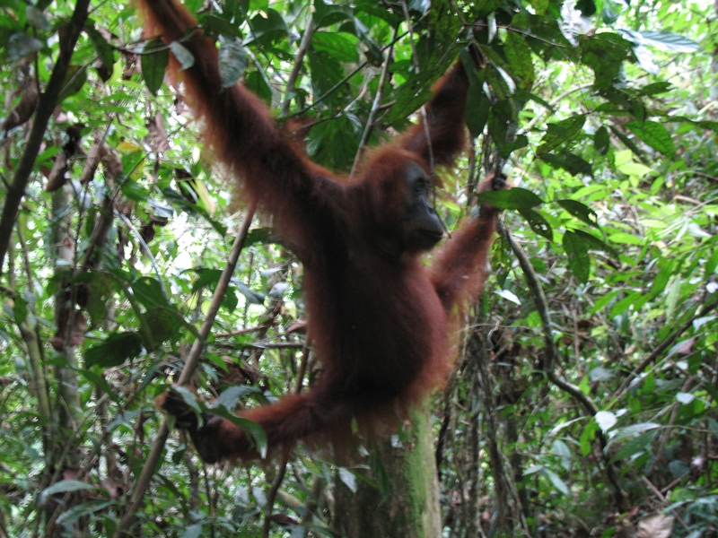 Sumatra Orangutan, Indonesia