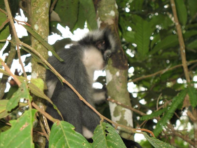 Thomas"s Leaf Monkey, Sumatra, Indonesia