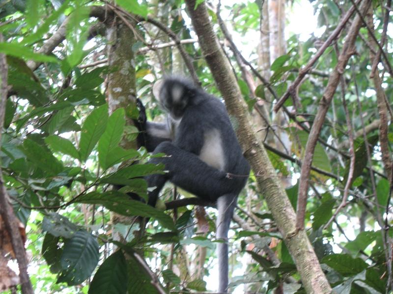 Thomas"s Leaf Monkey, Sumatra, Indonesia