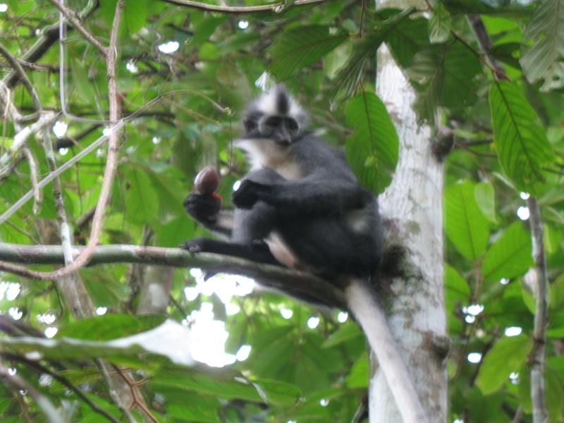 Thomas"s Leaf Monkey, Sumatra, Indonesia