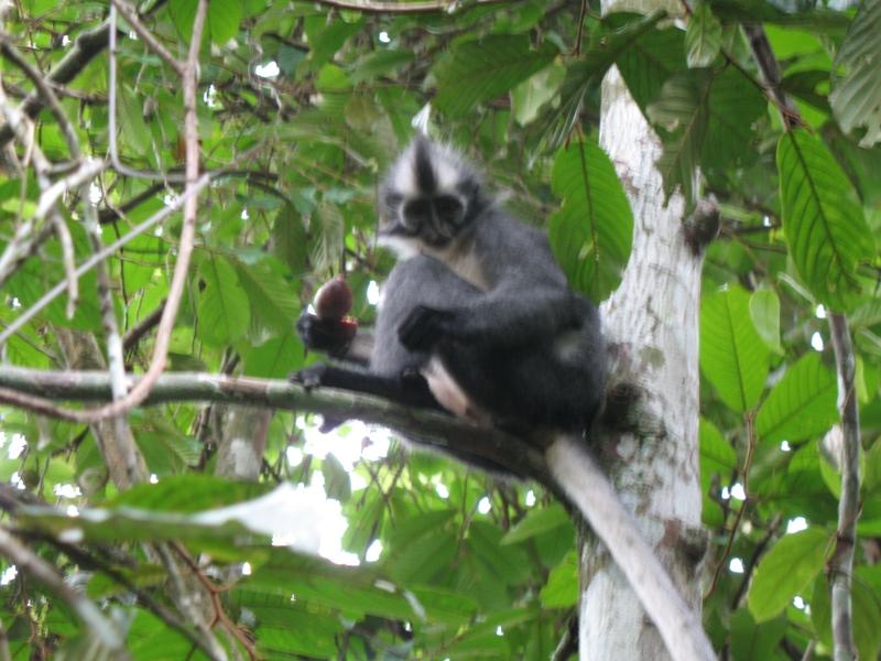 Thomas"s Leaf Monkey, Sumatra, Indonesia