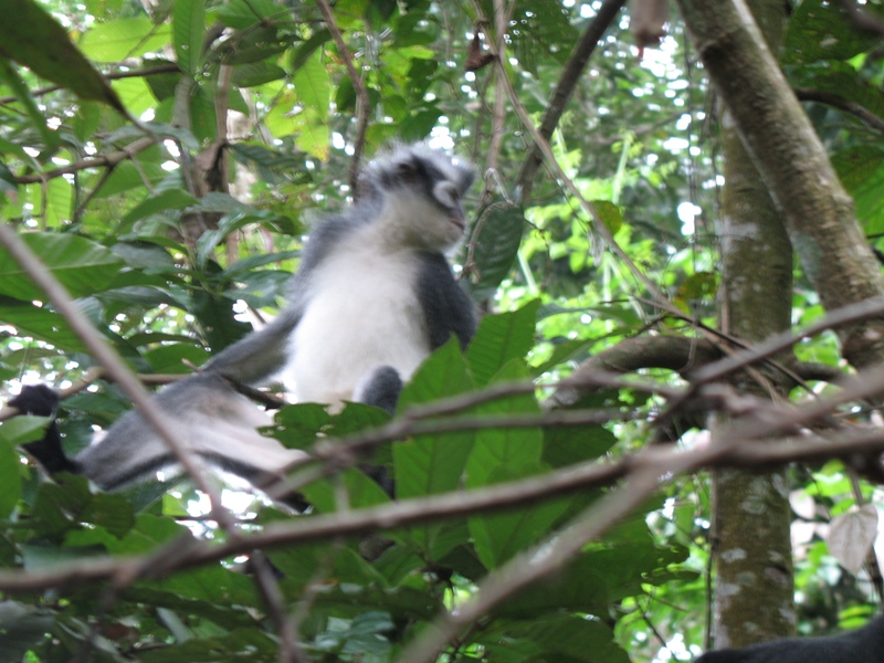 Thomas"s Leaf Monkey, Sumatra, Indonesia