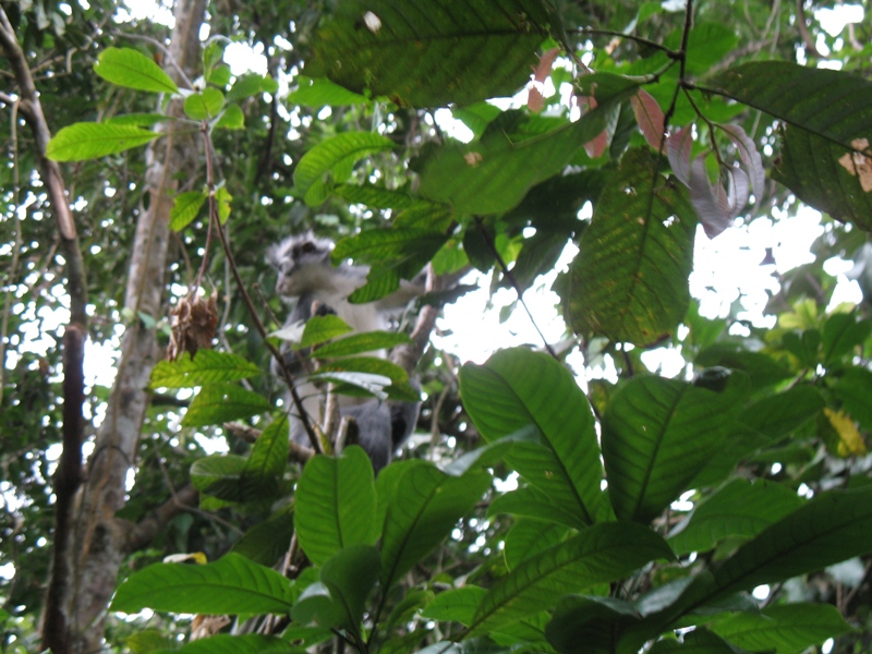 Thomas"s Leaf Monkey, Sumatra, Indonesia