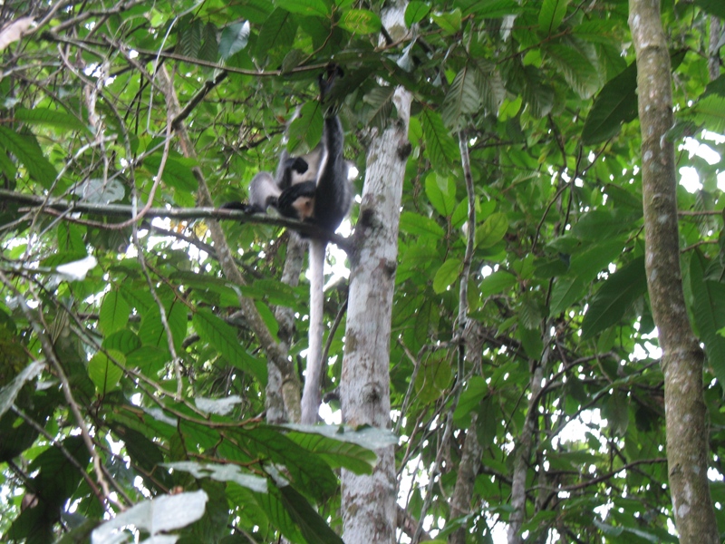 Thomas"s Leaf Monkey, Sumatra, Indonesia