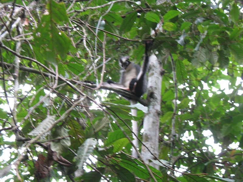 Thomas"s Leaf Monkey, Sumatra, Indonesia