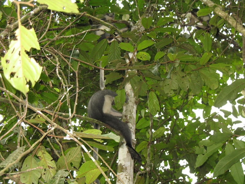 Thomas"s Leaf Monkey, Sumatra, Indonesia