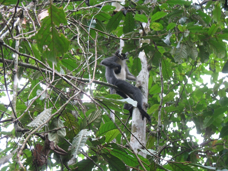 Thomas"s Leaf Monkey, Sumatra, Indonesia