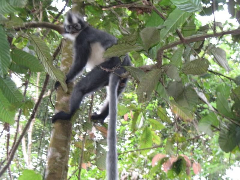 Thomas"s Leaf Monkey, Sumatra, Indonesia