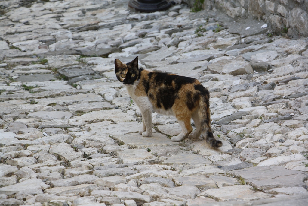 The Citadel, Berati, Albania