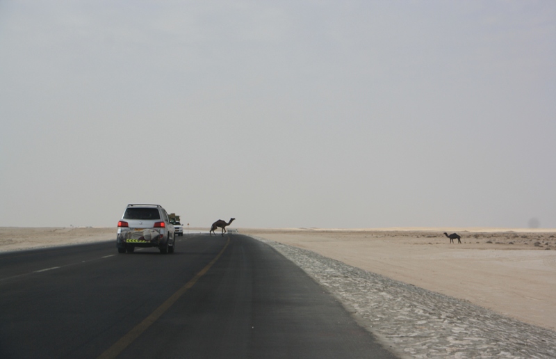 Camel Crossing, Oman