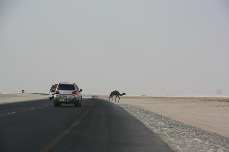 Camel Crossing, Oman