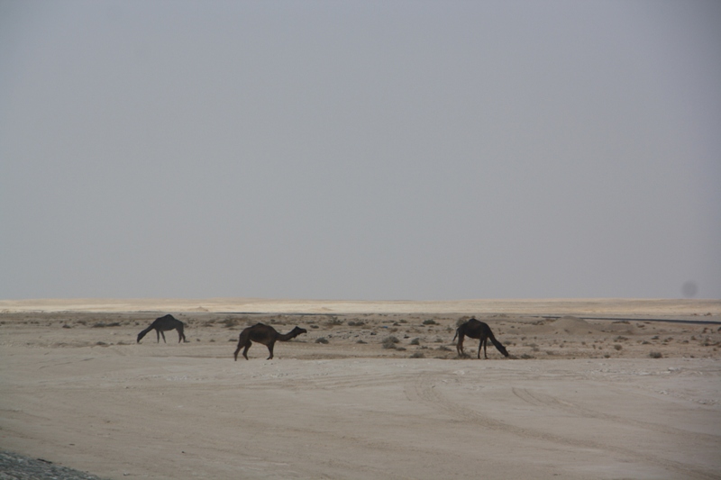 Camel Crossing, Oman