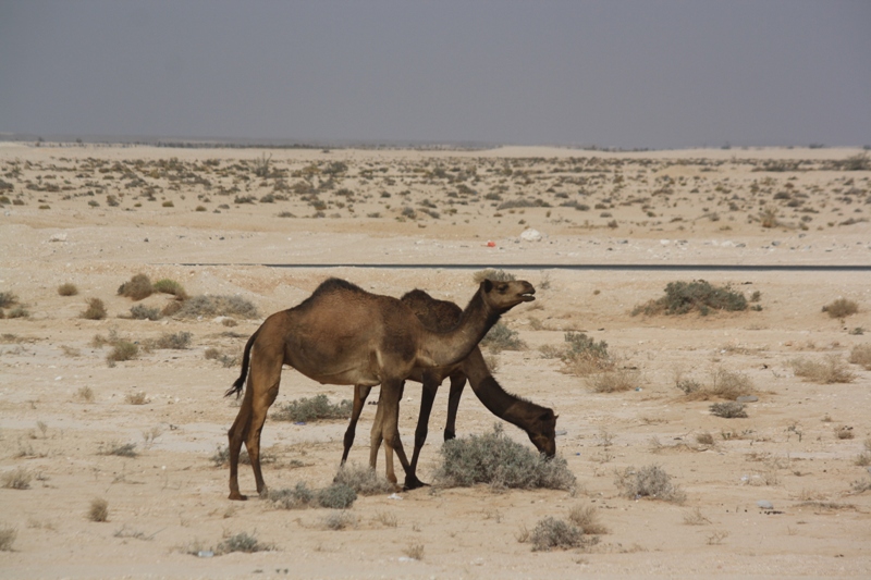 Camel Crossing, Oman