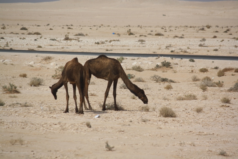 Camel Crossing, Oman