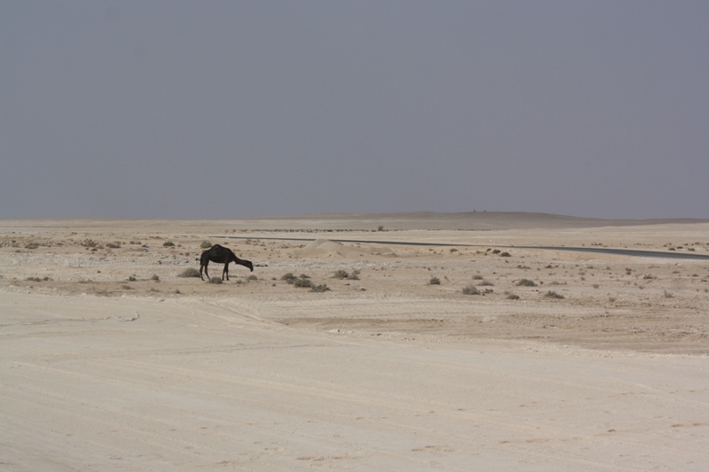 Camel Crossing, Oman