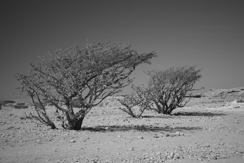 The Empty Quarter, Oman