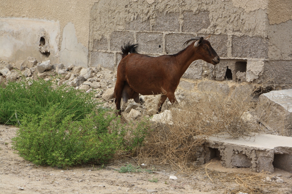 Jazirat Al Hamra, Fishing Village, Ras Al Khaimah, United Arab Emirates