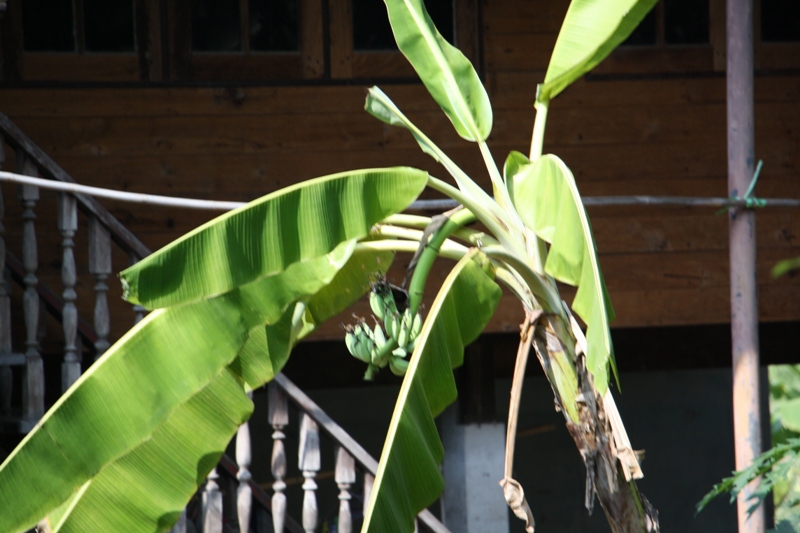 Banana, Ko Kret, Nonthaburi, Thailand