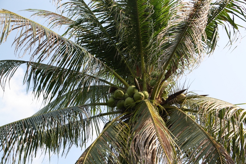 Coconut, Ko Kret, Nonthaburi, Thailand