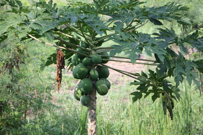 Papaya, Ko Kret, Nonthaburi, Thailand