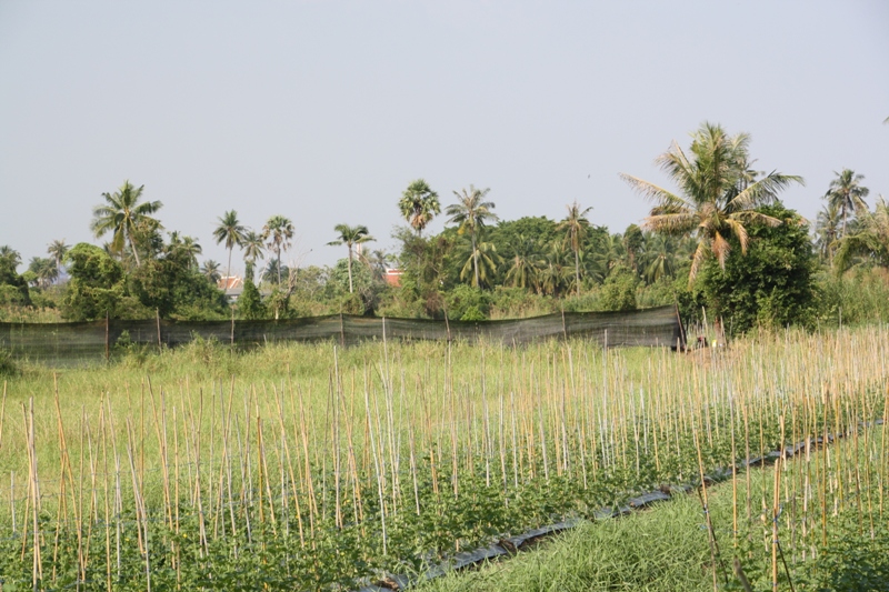 Green Beans, Ko Kret, Nonthaburi, Thailand