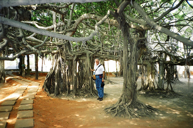 Banyan Tree Park, Phimai, Thailand