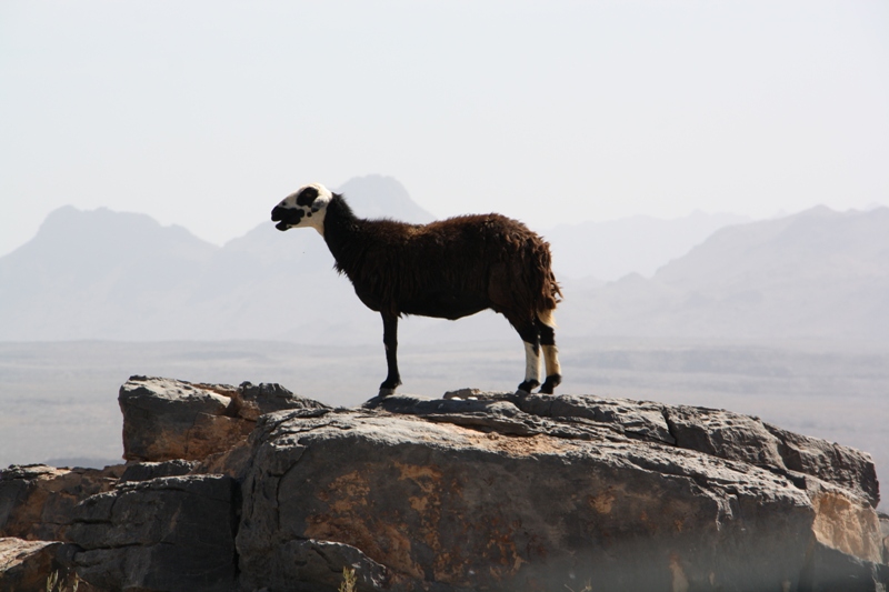 Hajar Mountains, Oman