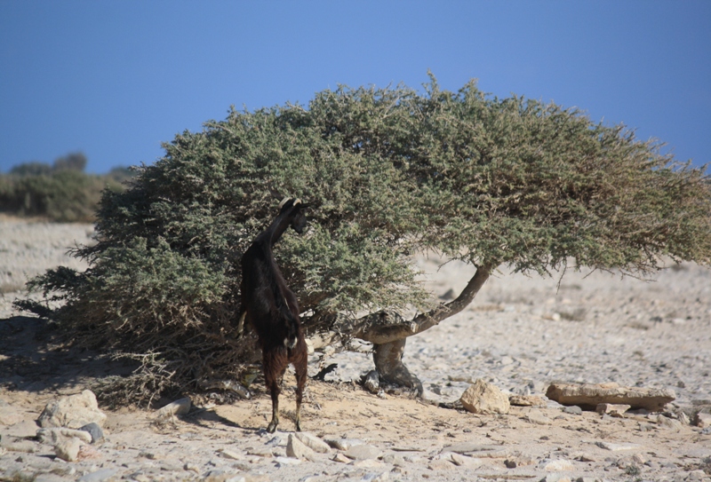 Mountains of Oman