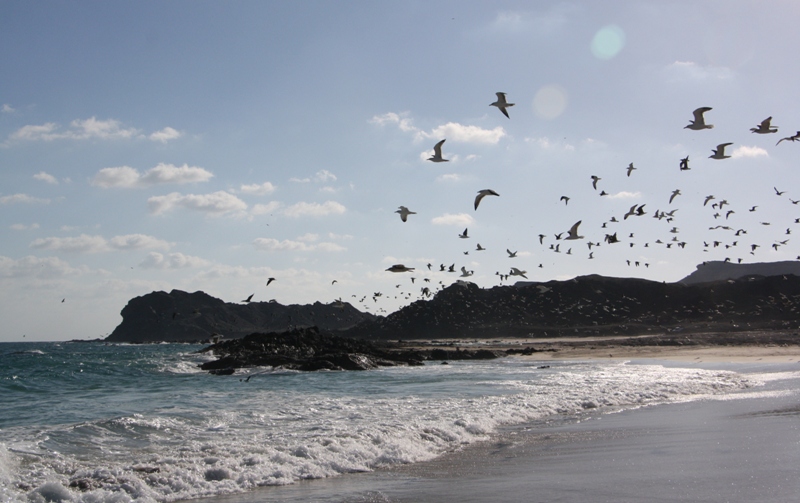 Ras Al Madrakah, Oman