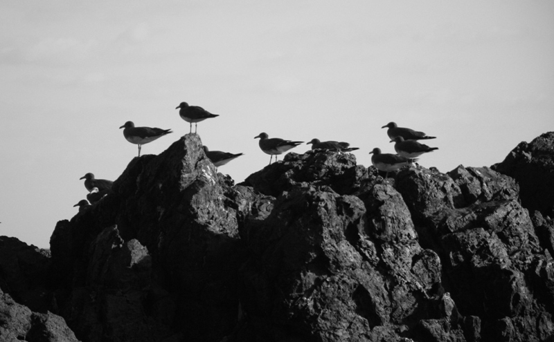 Ras Al Madrakah, Oman