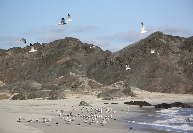 Ras Al Madrakah, Oman