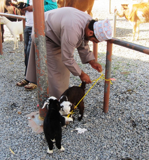 The Goat Market, Nizwa, Oman