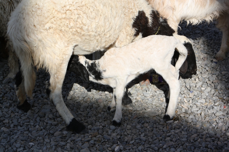 The Goat Market, Nizwa, Oman